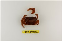 藏品(方形大額蟹)的圖片